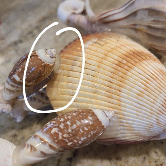 Sea Shell Elephant Sculpture Figurine Beach Home Decor Handmade 6.5” *repair* - Picture 6 of 13